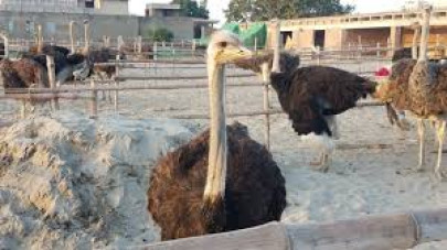 rs90 57 million to boost ostrich farming rs90 57 million to boost ostrich farming