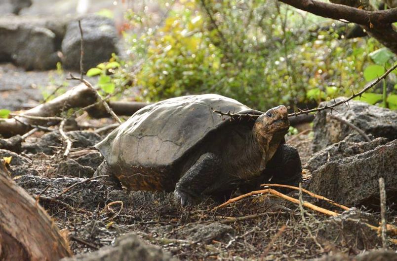 newly rediscovered fernandina giant tortoise which was long considered as an extinct species photo courtesy galapagosconservancy