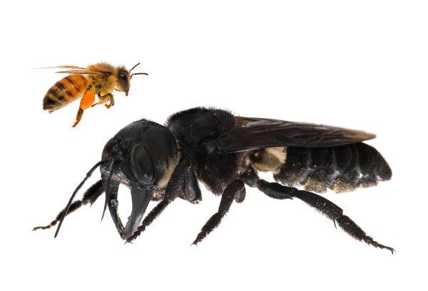 wallace 039 s giant bee in comparison with a honeybee photo courtesy clay bolt global wildlife conservation