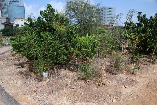 urban forestry project to be launched within a month