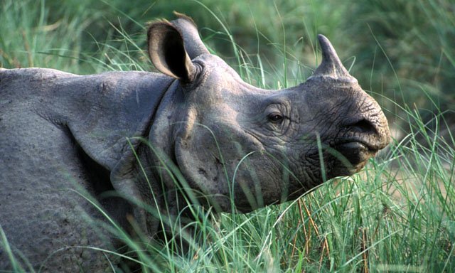 male rhino dies at laal suhanra national park
