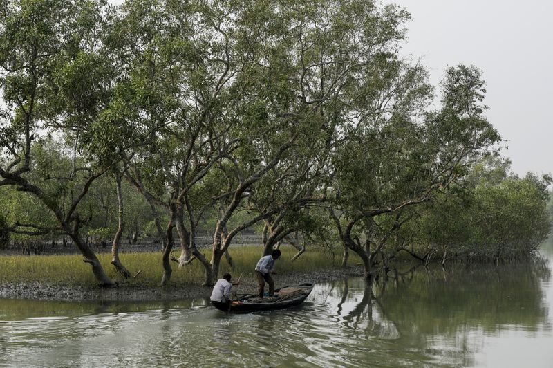 men on a boat row past mangrove trees encircling the island of satjelia in the sundarbans india december 15 2019 reuters