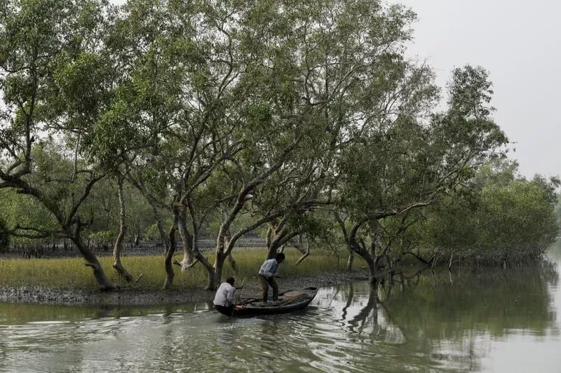men on a boat row past mangrove trees encircling the island of satjelia in the sundarbans india december 15 2019 reuters men on a boat row past mangrove trees encircling the island of satjelia in the sundarbans india december 15 2019 reuters