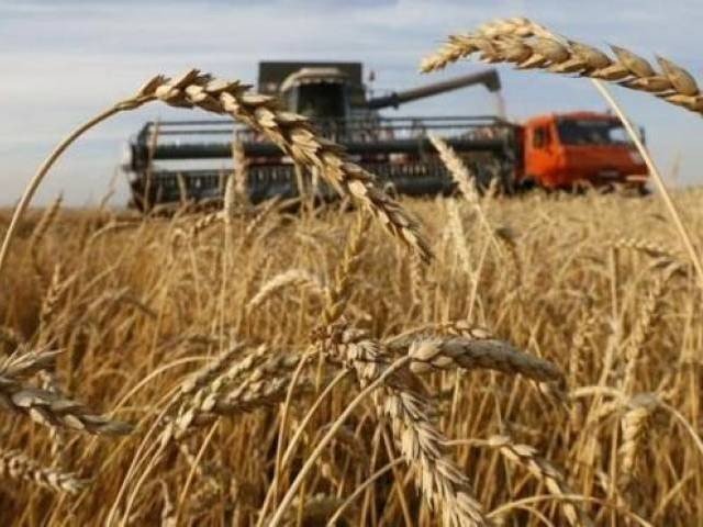 passco to invite fresh bids for wheat exports