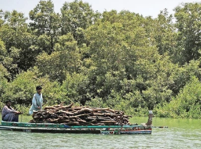 experts urge protection of mangroves experts urge protection of mangroves