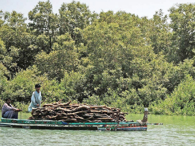 mangroves often described as nature s walls of defence offer invaluable protection against natural disasters such as storms floods and tsunamis photo afp mangroves often described as nature s walls of defence offer invaluable protection against natural disasters such as storms floods and tsunamis photo afp