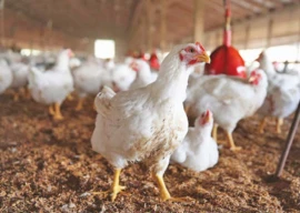 processed chicken industry grows 10 processed chicken industry grows 10