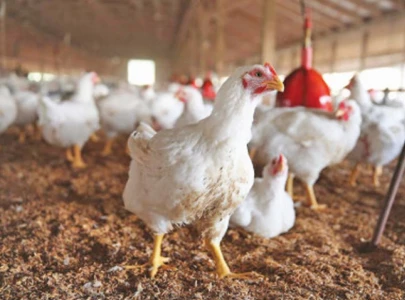 processed chicken industry grows 10
