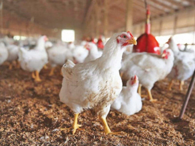processed chicken industry grows 10 processed chicken industry grows 10