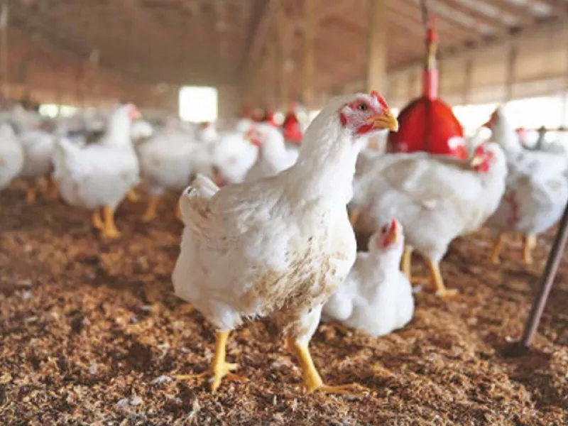 processed chicken industry grows 10 processed chicken industry grows 10