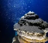 a deep sea discovery that has split scientists