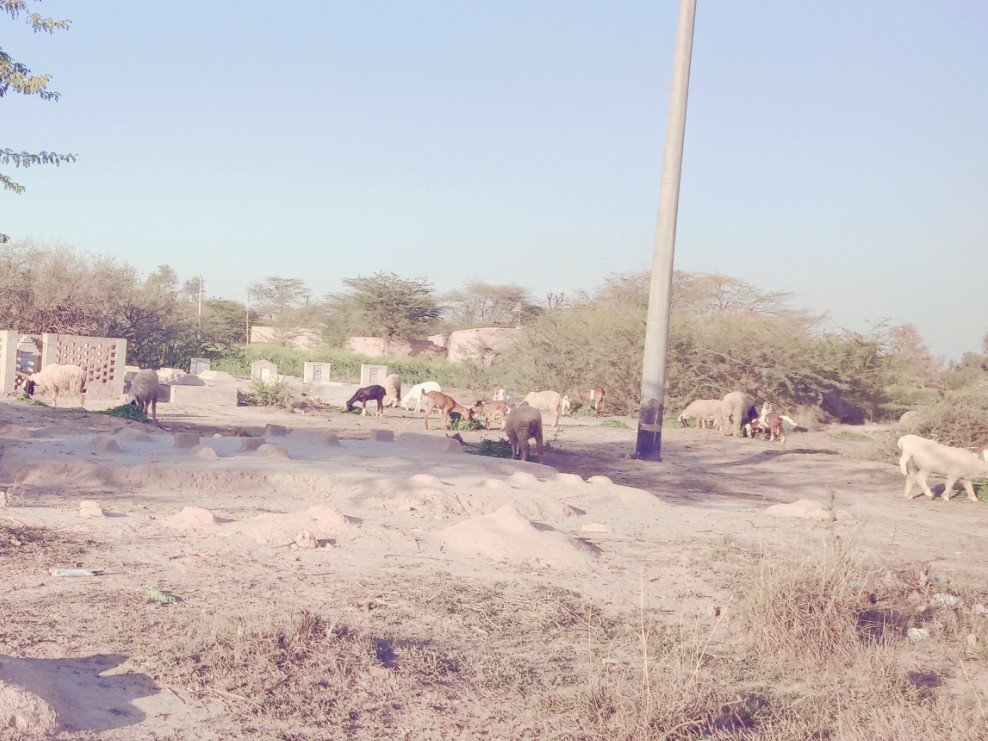 hasnainabad graveyard in a shambles photo express