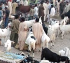 cattle markets see last minute buying surge