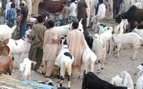 cattle markets see last minute buying surge