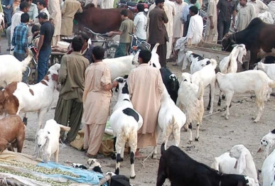 cattle markets see last minute buying surge