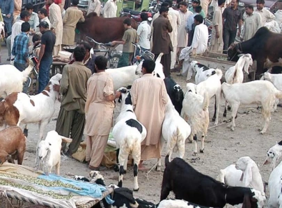 cattle markets see last minute buying surge