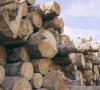 timber mafia strips jamshoro of trees