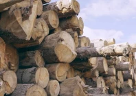 timber mafia strips jamshoro of trees timber mafia strips jamshoro of trees
