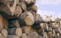 timber mafia strips jamshoro of trees