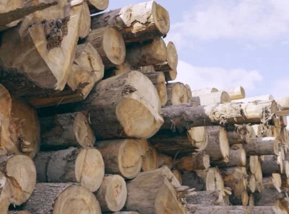 timber mafia strips jamshoro of trees