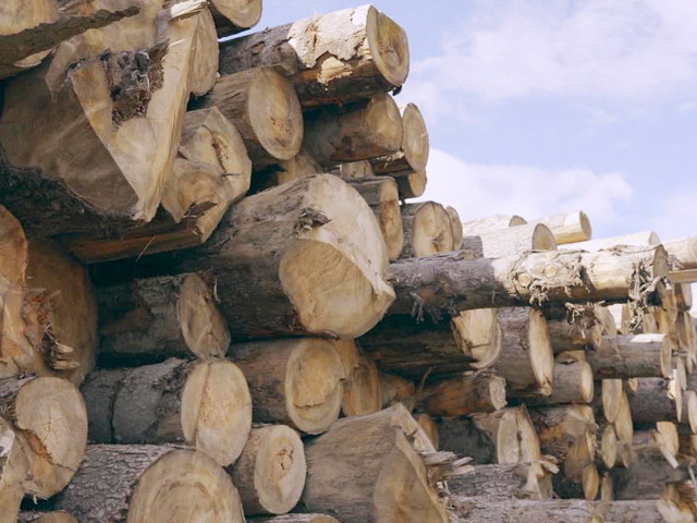 Timber mafia leaves Jamshoro barren