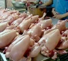 chicken prices surge to rs700 per kilogram chicken prices surge to rs700 per kilogram