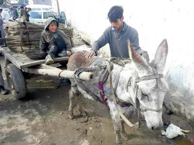 donkey miracle in the making