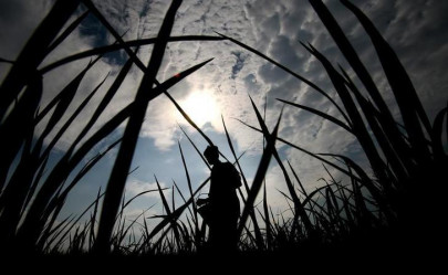 urea sales fall 21 as sowing slows down