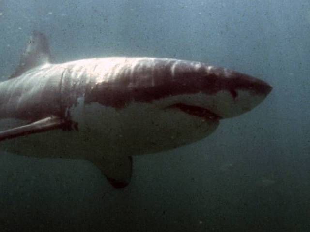experts call for measures to conserve sharks in north indian ocean