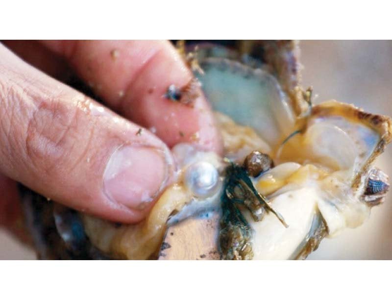 over hunting of oysters and clams seems to be the driving force behind the destruction of the marine ecosystem off sindh and balochistan coast in recent years photos express