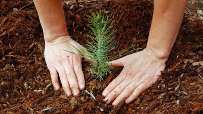 sindh environment minister vows to implement laws sindh environment minister vows to implement laws