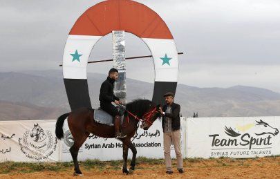 war horses syria s arabian beauties plod way to recovery war horses syria s arabian beauties plod way to recovery