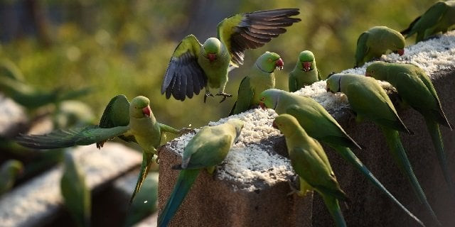 rose ringed parakeets in india photo reuters rose ringed parakeets in india photo reuters
