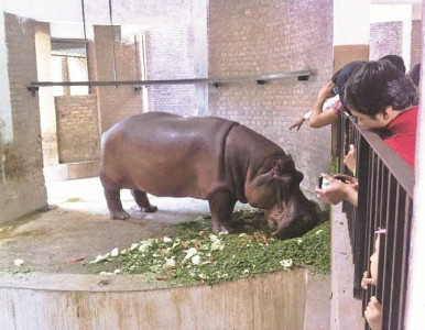 widowed rhino hippo at lahore zoo at risk of early death widowed rhino hippo at lahore zoo at risk of early death