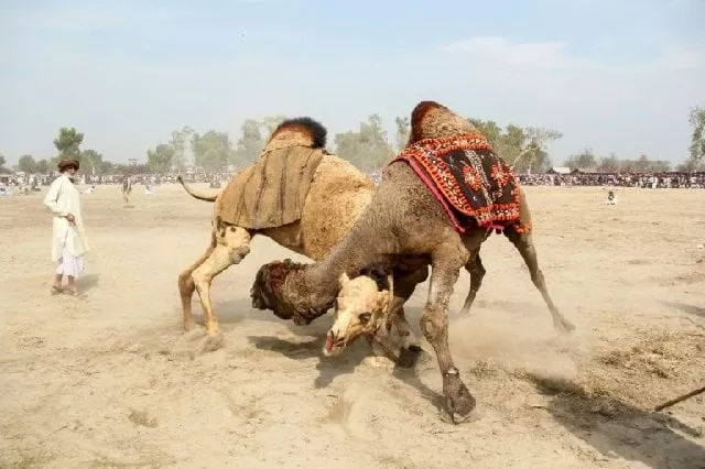 camels fight at an annual festival in rajin shah in pakistan a practice that is officially banned but remains popular photo afp camels fight at an annual festival in rajin shah in pakistan a practice that is officially banned but remains popular photo afp