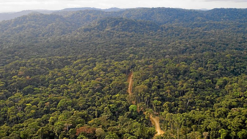 timber from kevazingo trees which take many years to mature is highly valued in asia and fetches very high prices photo afp