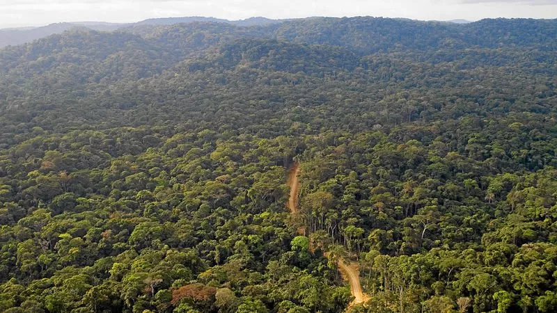 timber from kevazingo trees which take many years to mature is highly valued in asia and fetches very high prices photo afp timber from kevazingo trees which take many years to mature is highly valued in asia and fetches very high prices photo afp