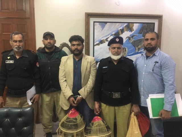 14 partridges and two swans were recovered from suspect 039 s possession according to police photo express 14 partridges and two swans were recovered from suspect 039 s possession according to police photo express