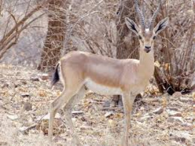 chinkara deer to be released in salt range chinkara deer to be released in salt range