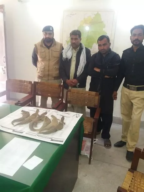 six lizards were recovered from the possession of sajjad ali and ghulam sabir photo express six lizards were recovered from the possession of sajjad ali and ghulam sabir photo express