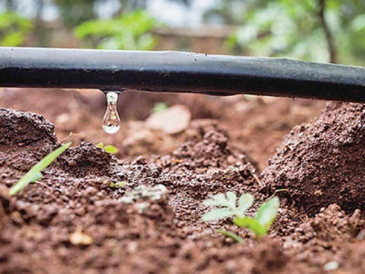 333 acres get drip irrigation system in pindi