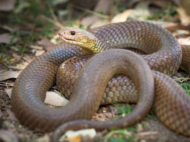 the venom itself is extracted by pressing the top of the snake s mouth where venom glands are located against this lid photo file the venom itself is extracted by pressing the top of the snake s mouth where venom glands are located against this lid photo file
