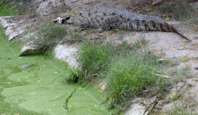 citizens bid farewell to bahawalpur zoo s male crocodile citizens bid farewell to bahawalpur zoo s male crocodile