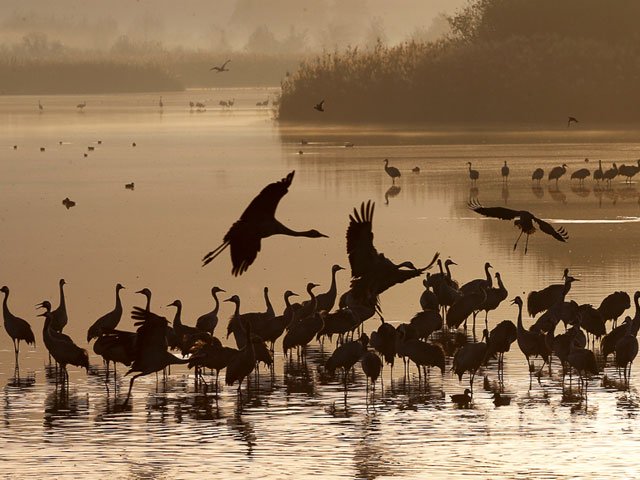 officials urged to take action against illegal hunting of birds