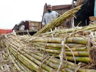 pakistan lagging behind in sugarcane productivity pakistan lagging behind in sugarcane productivity