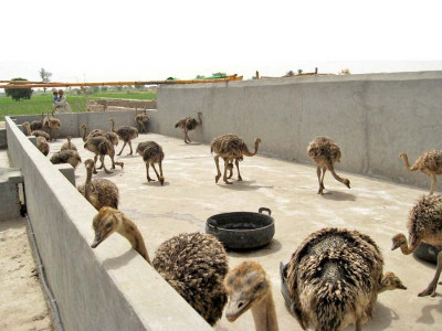 efforts on to encourage ostrich farming to meet high demand efforts on to encourage ostrich farming to meet high demand