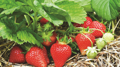strawberry cultivation at its peak strawberry cultivation at its peak