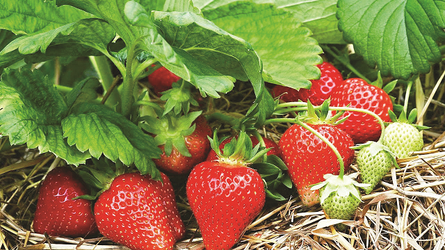 strawberry cultivation at its peak