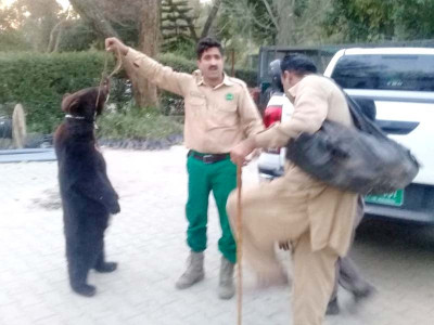 watch endangered black bear recovered from islamabad s streets