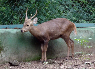 hog deer numbers increase to 500 in punjab
